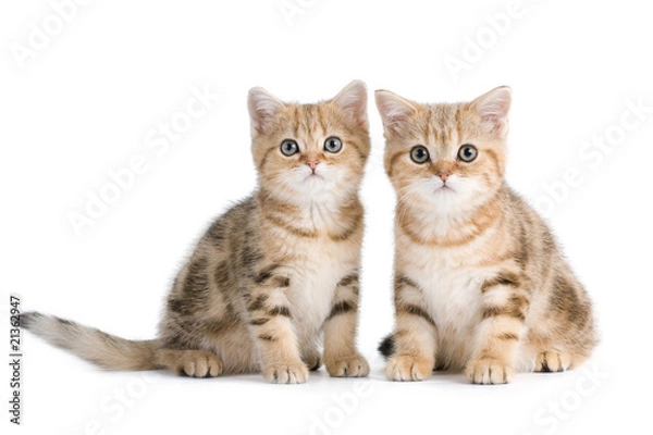 Obraz Two British breed kittens is isolated on white background.
