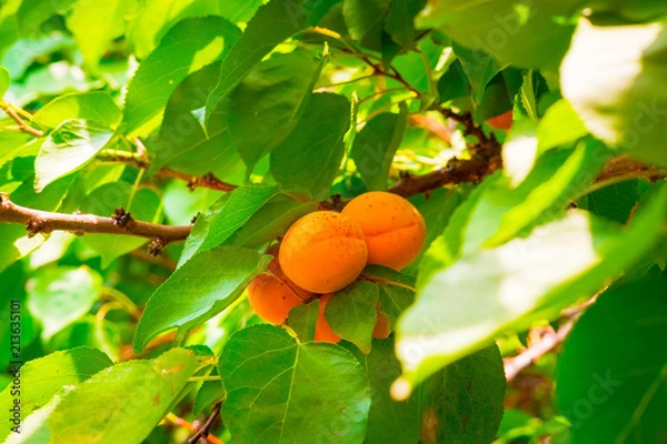 Obraz ripe yellow apricots on a branch with green foliage illuminated by sunlight