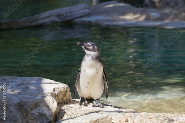 Fototapeta horizontal image of a penguin standing on top of a pebble with a pond in the background
