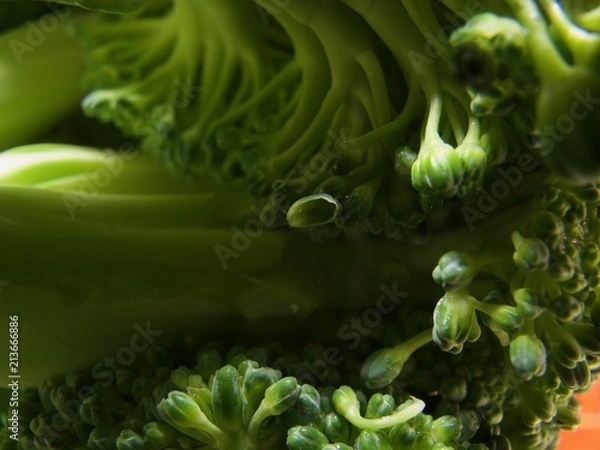 Obraz macro broccoli