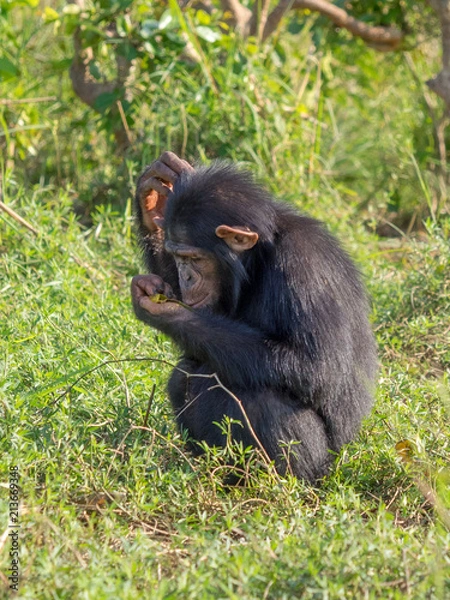 Fototapeta Chimpanzee consists of two extant species: the common chimpanzee and the bonobo. Together with humans, gorillas and orangutans they are part of the family Hominidae (the great apes). (Pan troglodytes)