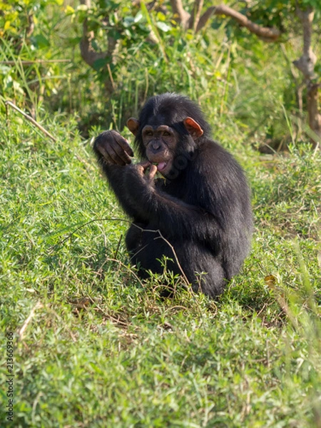 Fototapeta Chimpanzee consists of two extant species: the common chimpanzee and the bonobo. Together with humans, gorillas and orangutans they are part of the family Hominidae (the great apes). (Pan troglodytes)
