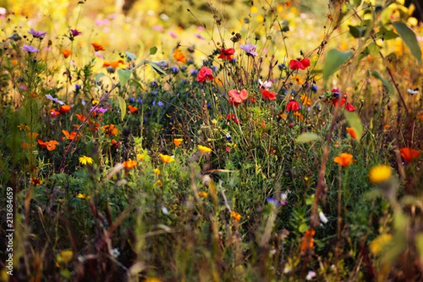 Obraz Wildblumenwiese