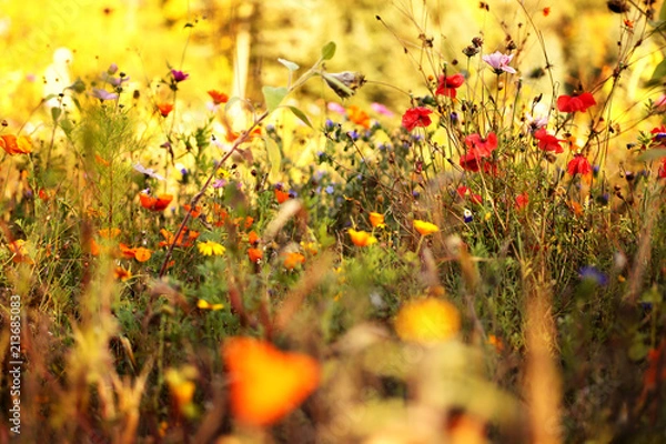 Obraz Raj dla owadów