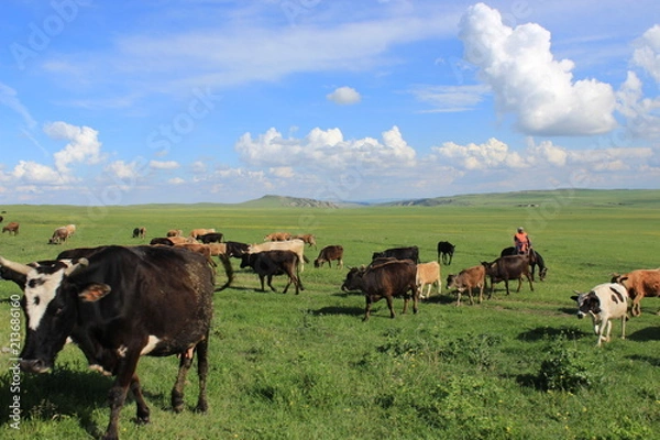Obraz cattle in georgia
