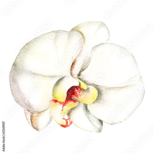 Obraz Orchids hand draw floral botanical graphic isolated watercolor i