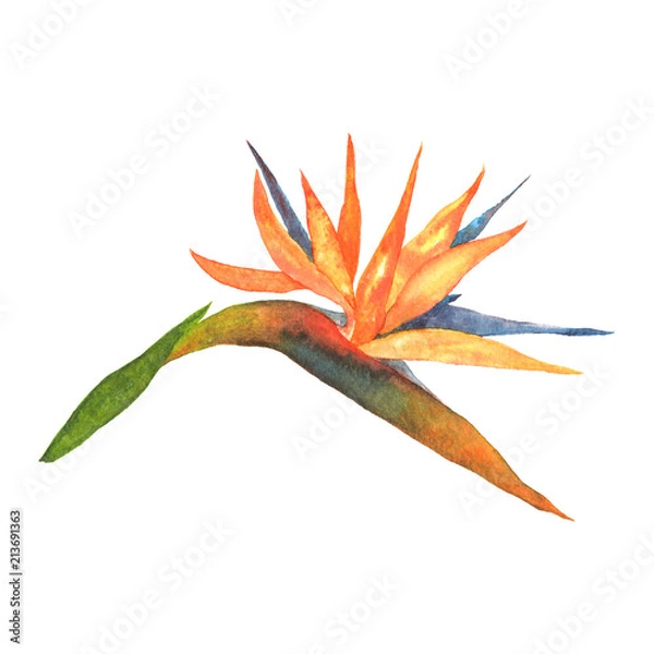 Obraz Strelitzia hand draw floral botanical graphic isolated watercolo