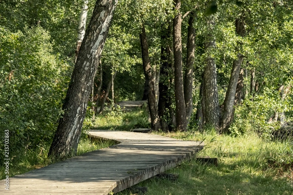 Obraz wooden footpath boardwalk in the bog swamp area