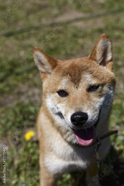 Fototapeta 夏の柴犬