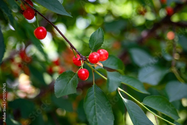 Obraz Bunch of delicious juicy ripe red  tart cherries on a tree in an orchard.