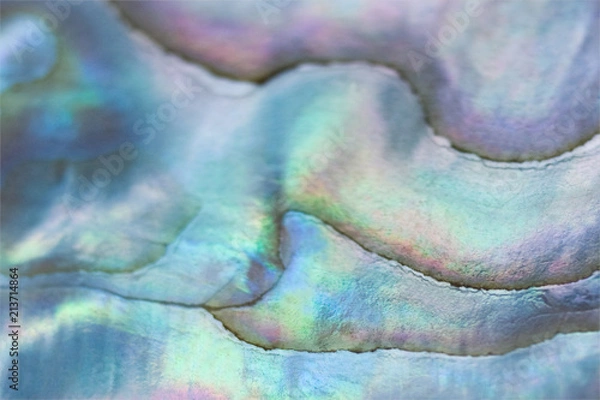 Fototapeta sea shell pearl texture background