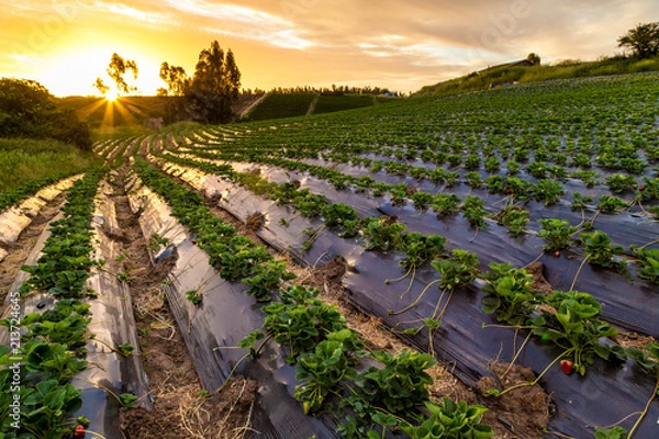 Fototapeta Frutillar