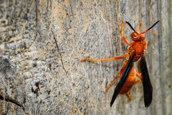 Obraz Red wasp on wood
