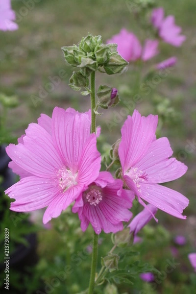 Obraz Purple Cluster 4