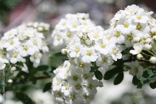 Obraz White Branch 14