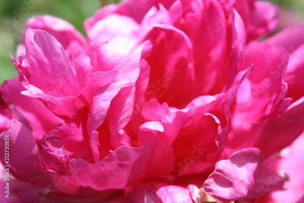 Obraz Pink Peddles 1