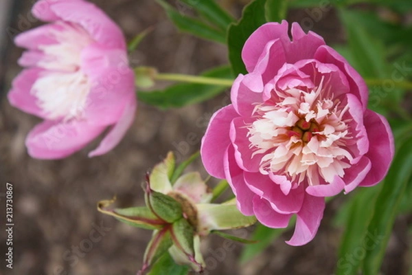 Fototapeta Open Pink 5