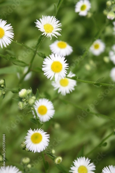 Obraz Little White Yellow 5