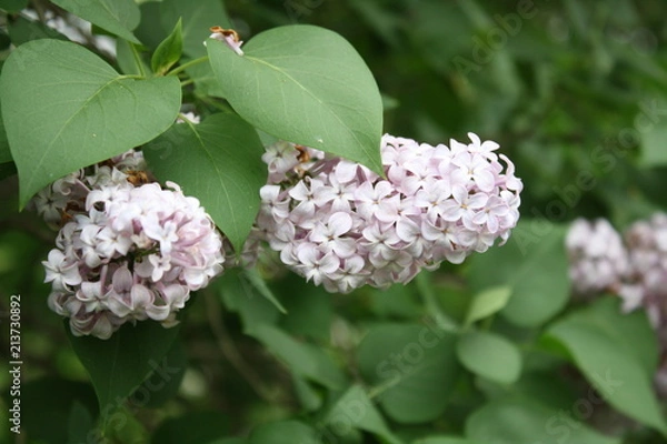 Fototapeta White Lilac 1