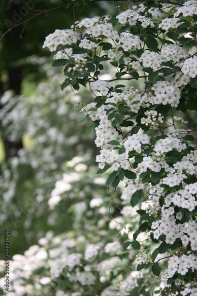 Fototapeta White Branch 13
