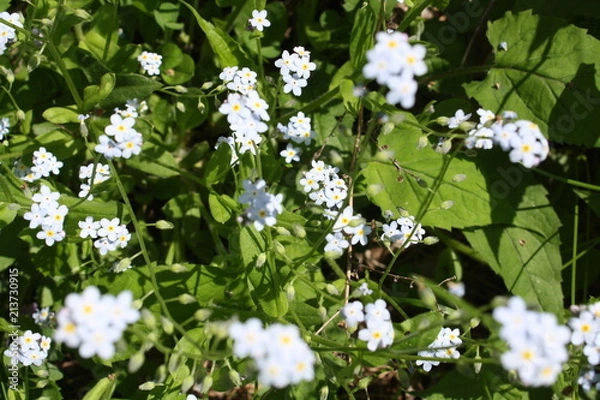 Obraz White Branch 12