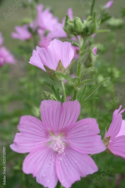 Obraz Purple Cluster 3