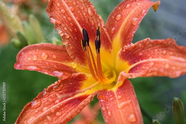 Fototapeta Orange 12