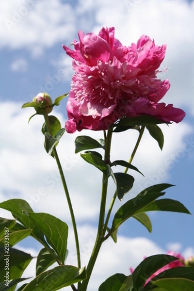 Obraz Pink and Bud 3