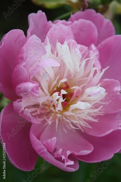 Fototapeta Open Pink 7