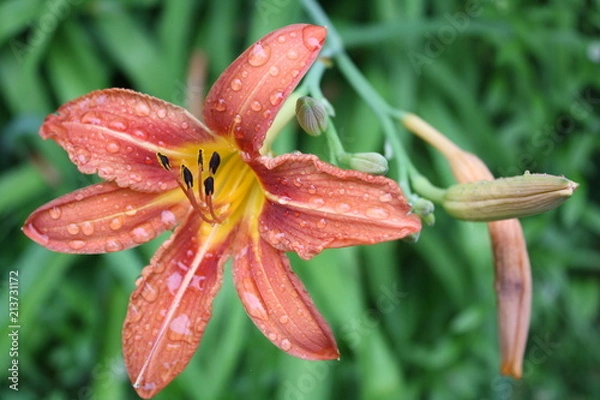 Fototapeta Orange 13