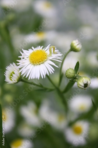 Obraz Little White Yellow 4