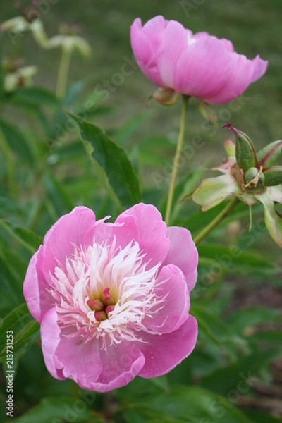 Fototapeta Open Pink 9