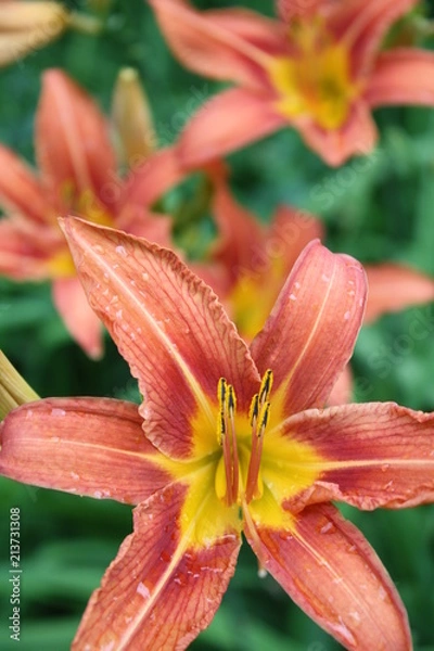 Fototapeta Orange 14