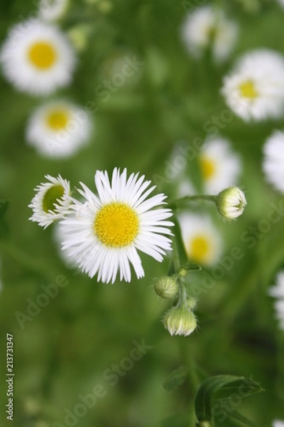 Obraz Little White Yellow 2