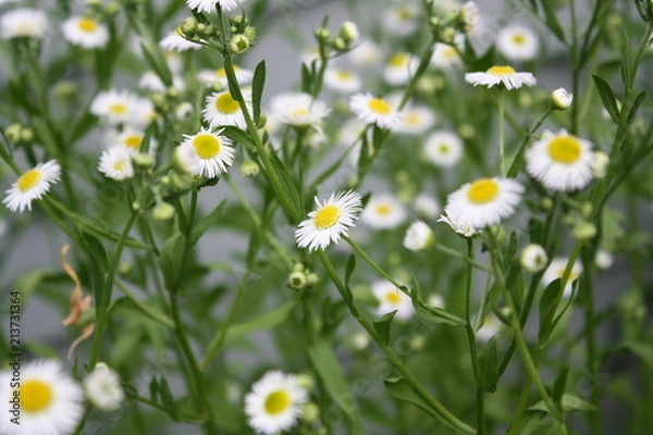 Obraz Little White Yellow 3