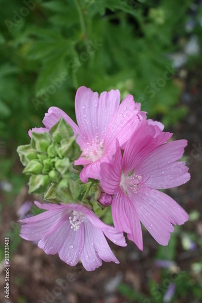 Obraz Purple Cluster 1