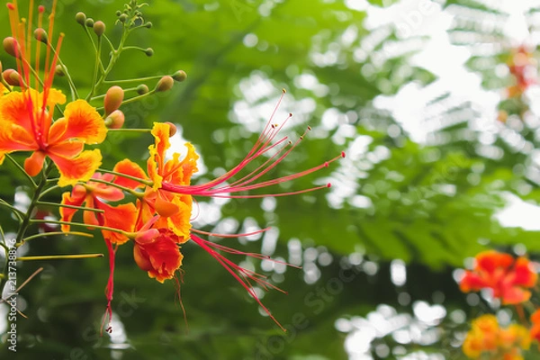 Fototapeta Acacia concinna tree with red flowers seen from afar.