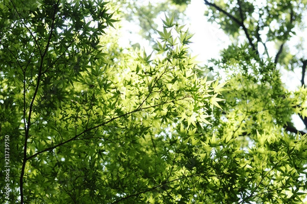 Fototapeta 清涼感　夏のモミジ
