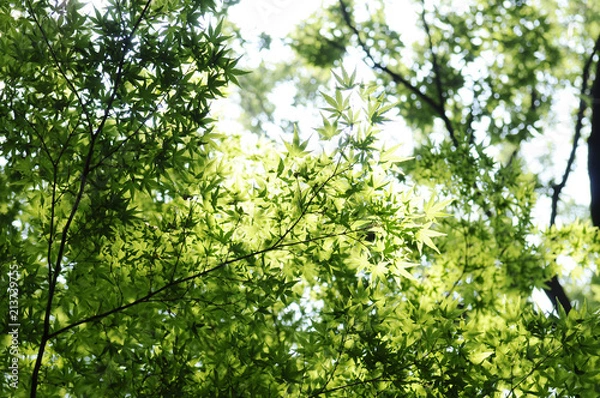 Fototapeta 清涼感　夏のモミジ