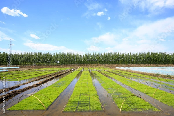 Fototapeta Seedlings of rice in rice fields