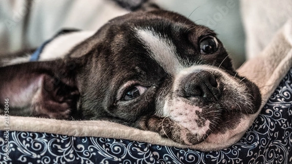 Fototapeta Closeup View Of Boston Terrier Resting Face On Pillow Bed