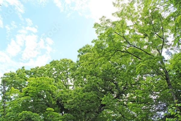 Fototapeta 軽井沢の風景