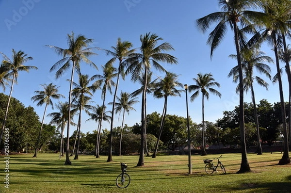 Fototapeta George Brown Botanic Gardens contain a major collection of Northern Australian monsoon flora. Palm tree with blue sky background on a sunny day.