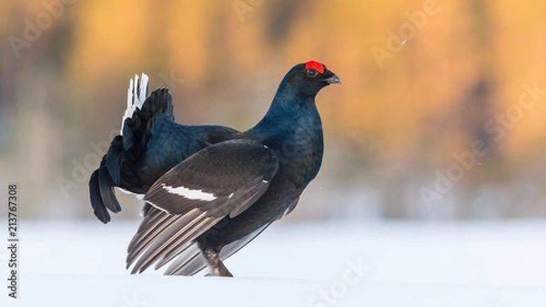 Obraz Black Grouse
