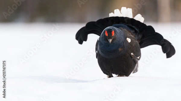 Obraz Black Grouse