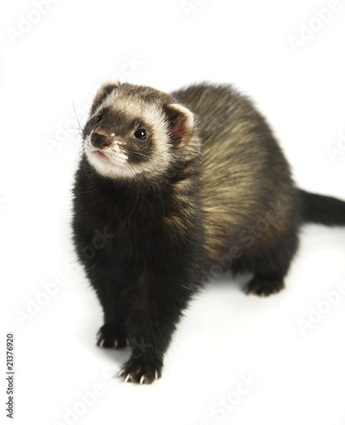 Fototapeta Ferret 4
