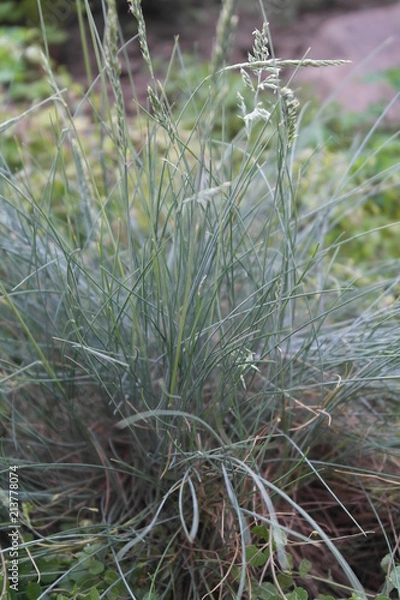 Fototapeta  beautiful grass