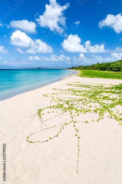 Obraz Nevis Pinneys Beach in Caribbean
