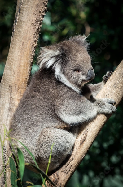 Obraz Koala in a eucalyptus tree in the Yarra Valley in Australia