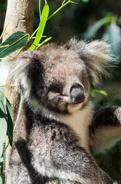 Obraz Koala in a eucalyptus tree in the Yarra Valley in Australia